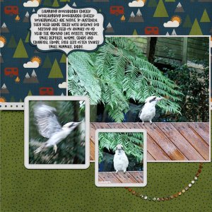 kookaburra