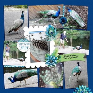 peacock
