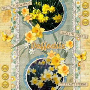 Daffodils