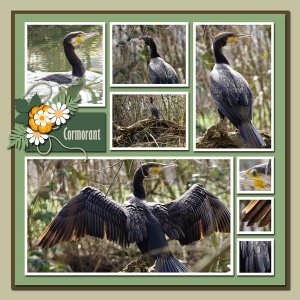 Cormorant