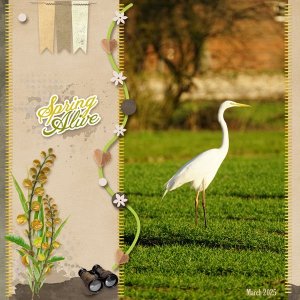 Great egret