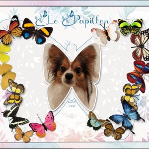 Le-Papillon.jpg