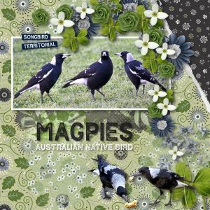 Magpies