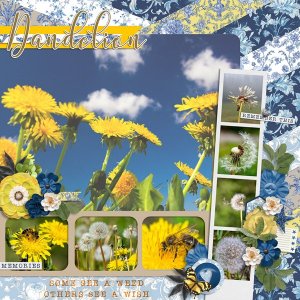 Dandelions