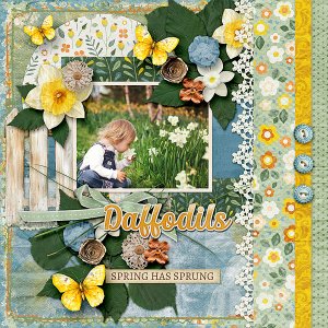 Daffodils