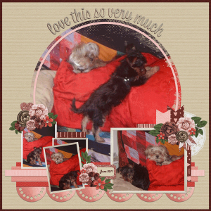 Pouncy Pillows