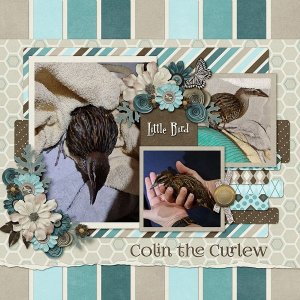 Colin the Curlew 2