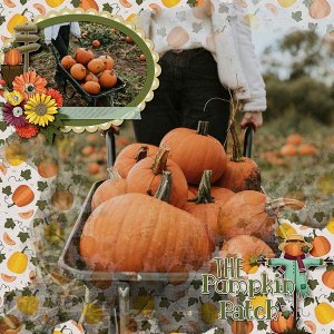 Pumpkin Patch