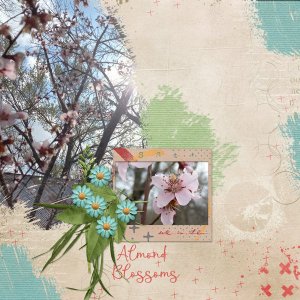 Almond Blossoms
