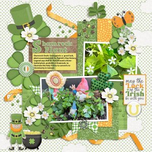 Shamrock Plant