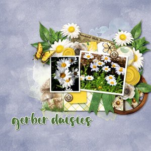 Gerber Daisies