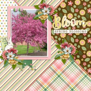 Bloom