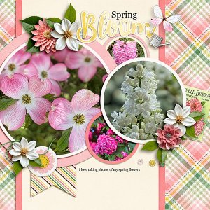 Spring-Flowers.jpg