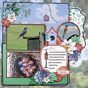 Baby-BirdsSCD-LIS-TP2-copy-2.jpg