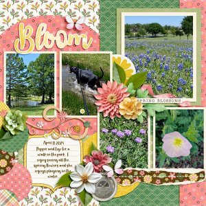 Bloom