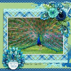 Peacock-at-Bronx-Zoo.jpg