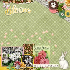 Bloom