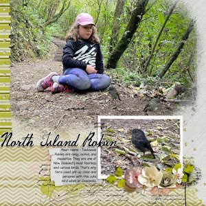 North Island Robin