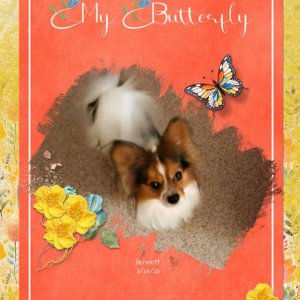 My-Butterfly