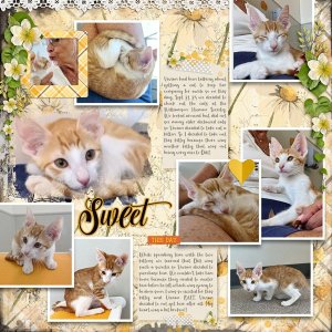 Sweet Kittiy