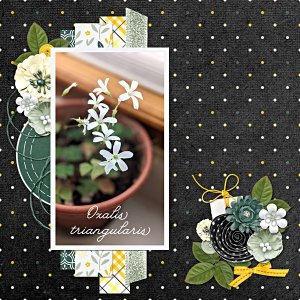 2Oxalis Triangularis plant