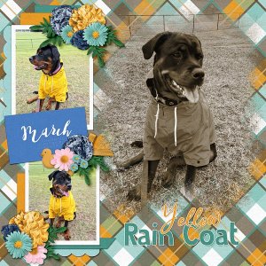Yellow Raincoat