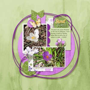 Crocus.jpg