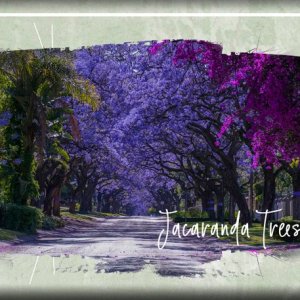 ATC-2025-025-Jacaranda-Trees.jpg