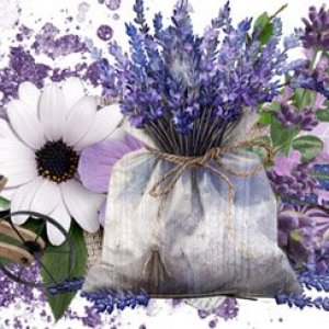 Lavender Fields