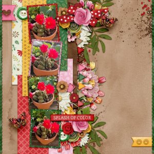 aimeeh Tulips