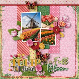 tulips-aimee-harrison.jpg