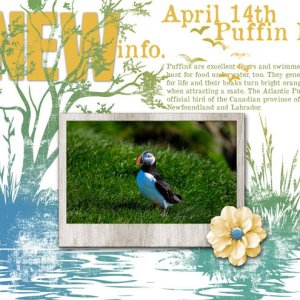 NEW-info. April 14th Puffin Day