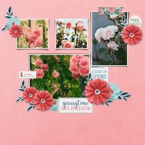 spring roses.jpg