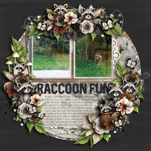 Raccoon Fun