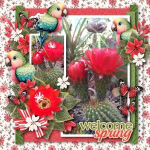 cactus flower2.jpg