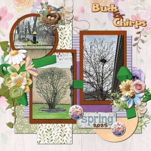 Buds & Chirps