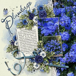 Plumbago-copywebjmb.jpg