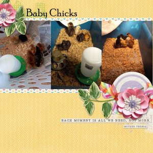 Baby Chicks