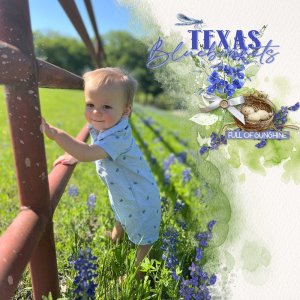 Bluebonnet Baby.jpg