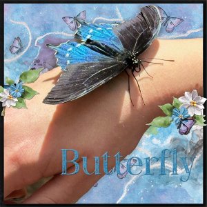 Butterfly