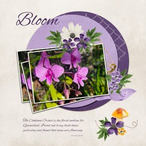 Bloom