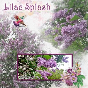 LilacSplash_ollitko_600.jpg