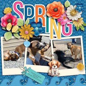 Dog Days of Spring