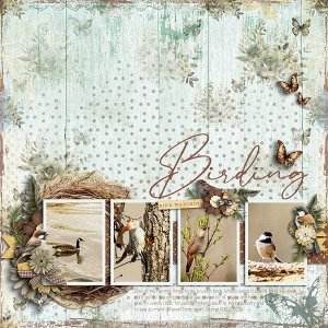 Birding
