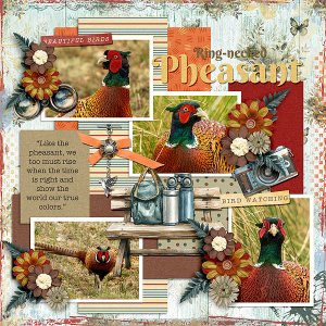 Ring-necked Pheasant