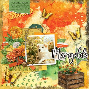 Marigolds