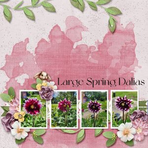 Large Spring Dalias