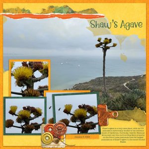 Shaw's Agave