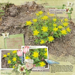 Cushion Spurge
