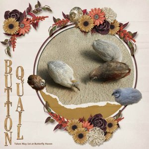 Button Quail small.jpg